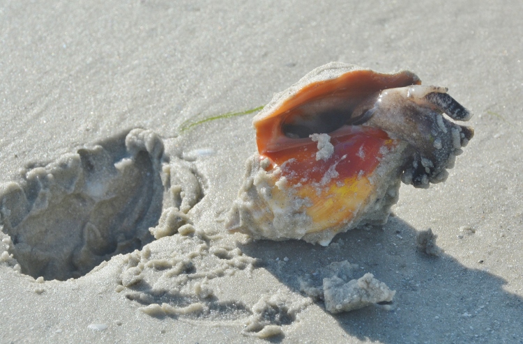 fighting conch